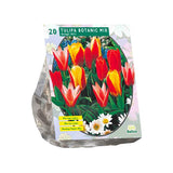 Tulipa Greigii Mix - 20 stuks - Bloembollen