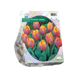 Tulipa Prinses Irene, Triumph - 20 stuks - Bloembollen