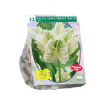 Tulipa White Parrot, Parkiet - 12 stuks - Bloembollen