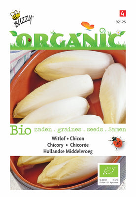 Witlof Hollandse Middelvroeg (BIO)