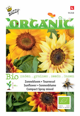 Helianthus, Zonnebloem Compact Spray(BIO)
