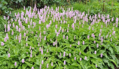 Adderwortel (Persicaria bistorta 'Superba')