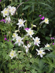 Akelei (Aquilegia 'Kristall') - Tuinplanten