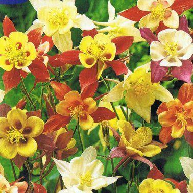 Akelei (Aquilegia 'Mc Kana Hybrids')