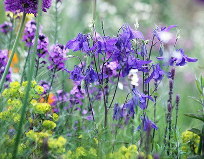 Akelei (Aquilegia alpina) - Tuinplanten