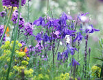 Akelei (Aquilegia alpina) - Tuinplanten