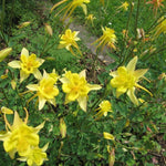 Akelei (Aquilegia chrysantha 'Yellow Queen') - Tuinplanten