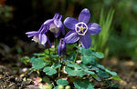 Akelei (Aquilegia flabellata 'Ministar') - Tuinplanten