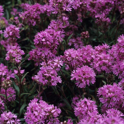 Alpenpekanjer (Lychnis alpina) - Tuinplanten