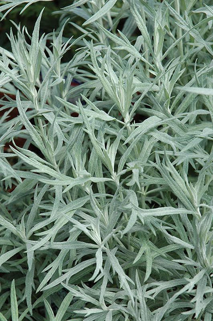 Alsem (Artemisia ludoviciana 'Silver Queen') - Tuinplanten
