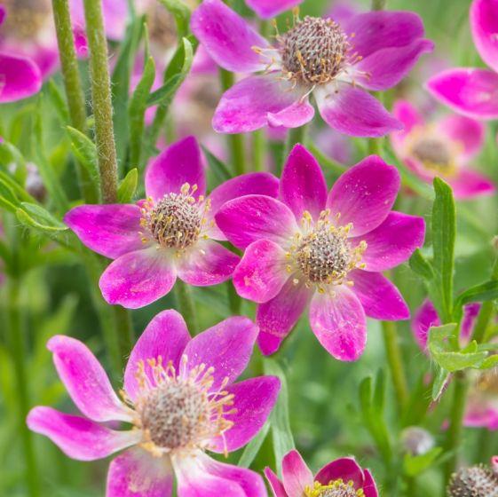Anemoon (Anemone Annabella 'Deep Rose') - Tuinplanten