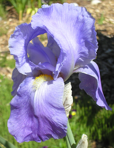 Baardiris (Iris (G) 'Empress of India') - Tuinplanten