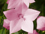 Ballonbloem (Platycodon grand. 'Shell Pink') - Tuinplanten