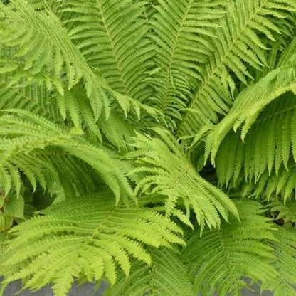 Beker varen (Matteucia struthiopteris) - Tuinplanten