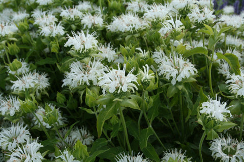 Bergamotplant (Monarda 'Schneewittchen') - Tuinplanten