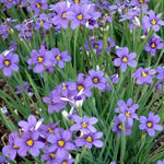 Bieslelie (Sisyrinchium angustifolium) - Tuinplanten