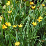 Bieslelie (Sisyrinchium californicum) - Tuinplanten