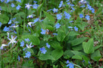 Blauwe onschuld (Omphalodes verna) - Tuinplanten