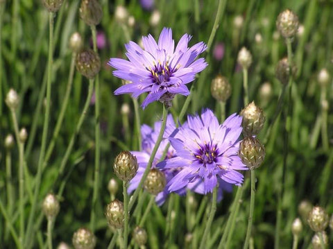 Blauwe strobloem (Catananche caerulea)