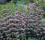 Brandkruid (Phlomis tub. Amazon) - Tuinplanten