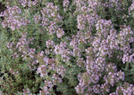 Citroentijm (Thymus citriodorus 'Silver Queen') - Tuinplanten