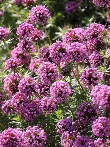 Crucianella (Phuopsis stylosa) - Tuinplanten