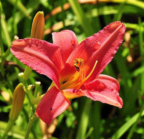 Daglelie (Hemerocallis 'Pink Damask') - Tuinplanten