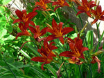 Daglelie (Hemerocallis 'Sammy Russell') - Tuinplanten