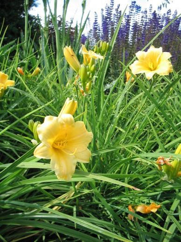 Daglelie (Hemerocallis 'Stella de Oro')