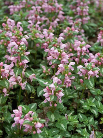 Dovenetel (Lamium maculatum 'Shell Pink')