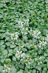 Dovenetel (Lamium maculatum 'White Nancy') - Tuinplanten