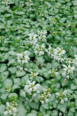 Dovenetel (Lamium maculatum 'White Nancy')