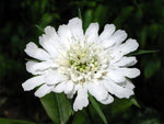 Duifkruid (Scabiosa caucasica 'Perfecta Alba') - Tuinplanten