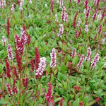 Duizendknoop (Persicaria affinis ‘Superba’) - Tuinplanten