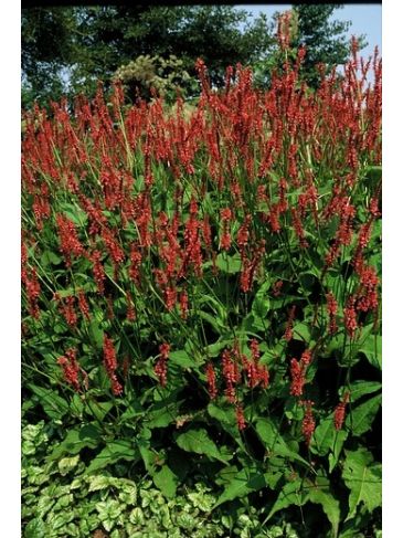 Duizendknoop (Persicaria ampl. 'Speciosa') - Tuinplanten