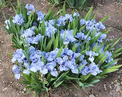 Dwergiris (Iris (P) 'Azurea') - Tuinplanten