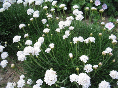 Engels gras (Armeria maritima 'Alba') - Tuinplanten