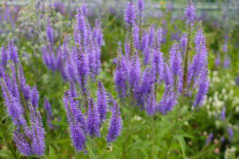 Ereprijs (Veronica longifolia 'Blauriesin')