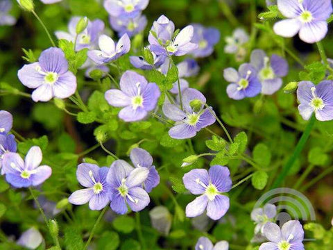 Ereprijs (Veronica repens)