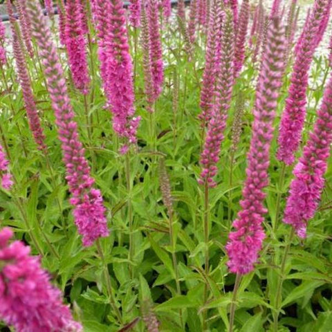 Ereprijs (Veronica spicata 'Rotfuchs') - Tuinplanten