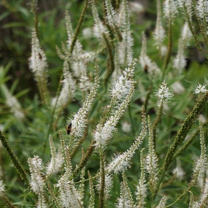 Ereprijs (Veronicastrum virg. 'Album') - Tuinplanten