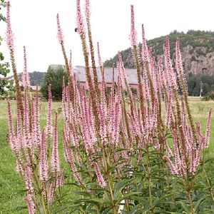 Ereprijs (Veronicastrum virg. 'Erika') - Tuinplanten