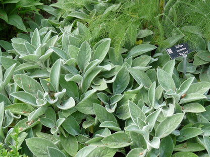 Ezelsoor (Stachys byzantina 'Helene Von Stein' ( Big Ears )) - Tuinplanten
