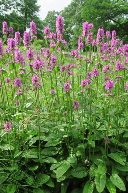 Ezelsoor (Stachys monieri 'Hummelo) - Tuinplanten