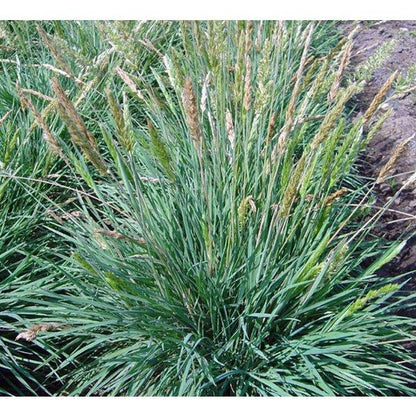 Fakkelgras (Koeleria glauca) - Tuinplanten