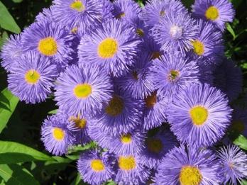 Fijnstraal (Erigeron 'Azure Beauty') - Tuinplanten