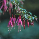 Fuchsia (Fuchsia 'Riccartonii') - Tuinplanten