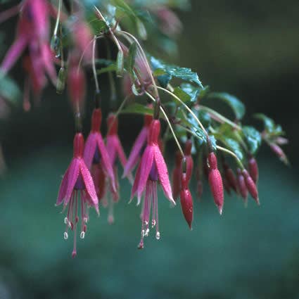 Fuchsia (Fuchsia 'Riccartonii') - Tuinplanten