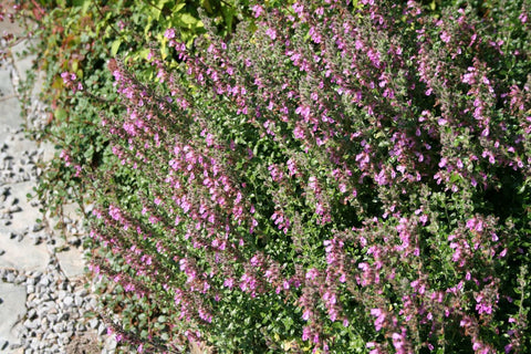 Gamander (Teucrium chamaedrys) - Tuinplanten