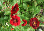 Ganzerik (Potentilla atrosanguinea) - Tuinplanten